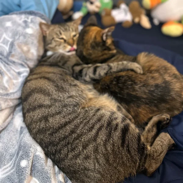 Whisker Foundation Simba Gray Tabby Male 1