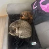 Whisker Foundation Simba Gray Tabby Male 2