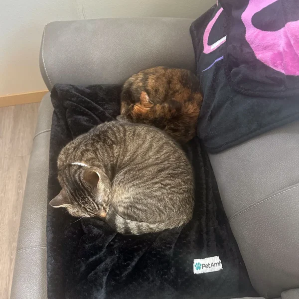 Whisker Foundation Simba Gray Tabby Male 2