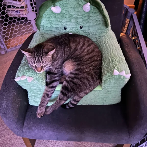 Whisker Foundation Simba Gray Tabby Male 3