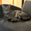 Whisker Foundation Simba Gray Tabby Male 4