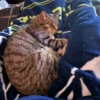 Whisker Foundation Simba Gray Tabby Male 5