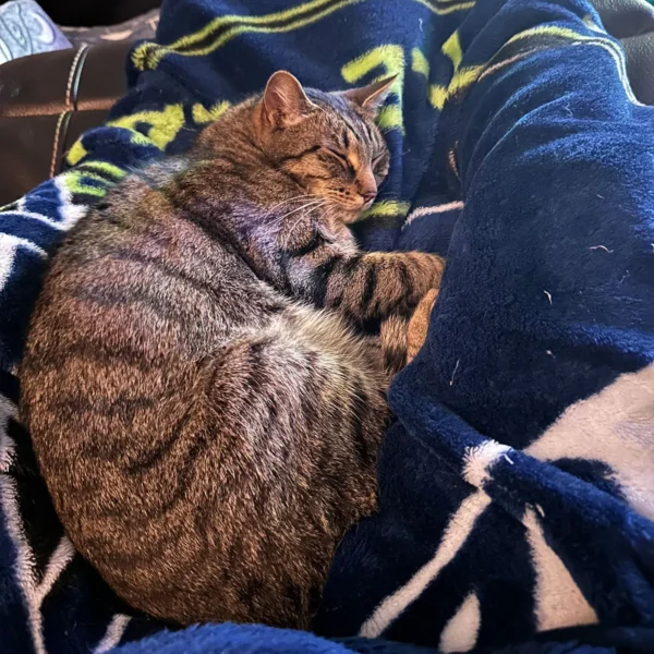 Whisker Foundation Simba Gray Tabby Male 5