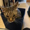Whisker Foundation Simba Gray Tabby Male 6