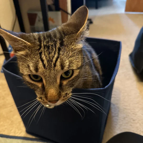 Whisker Foundation Simba Gray Tabby Male 6