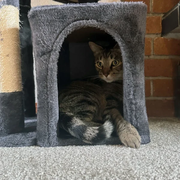 Whisker Foundation Simba Gray Tabby Male 7