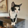 Whisker Foundation Sky Tuxedo Kitten 1