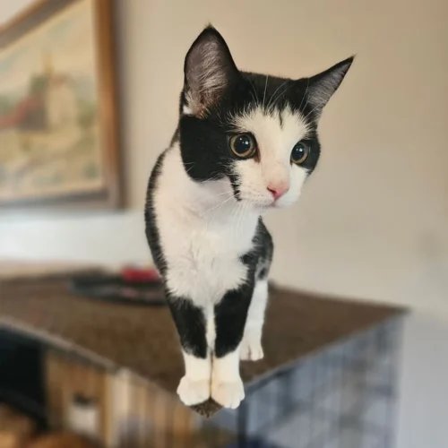 Whisker Foundation Sky Tuxedo Kitten 1