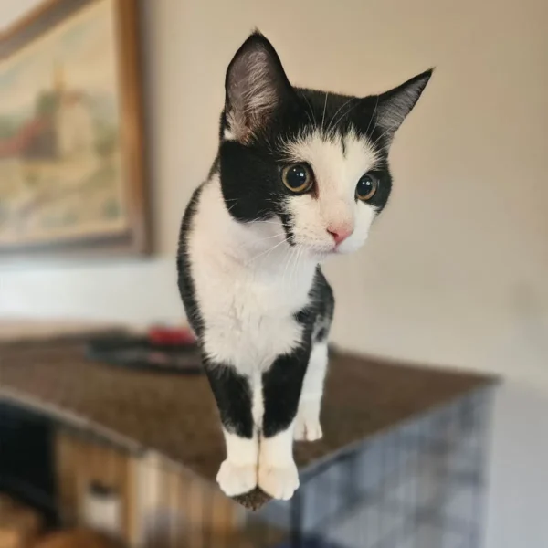 Whisker Foundation Sky Tuxedo Kitten 1