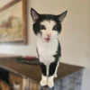 Whisker Foundation Sky Tuxedo Kitten 2