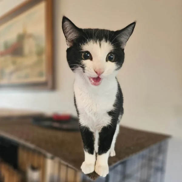 Whisker Foundation Sky Tuxedo Kitten 2