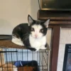 Whisker Foundation Sky Tuxedo Kitten 3