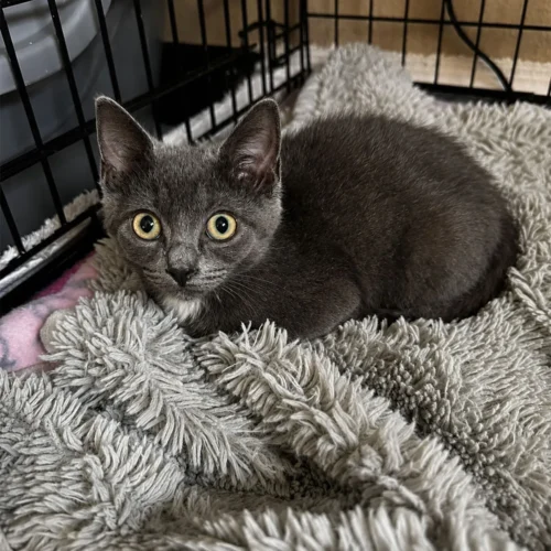 Whisker Foundation Sophie Gray Female Kitten 1
