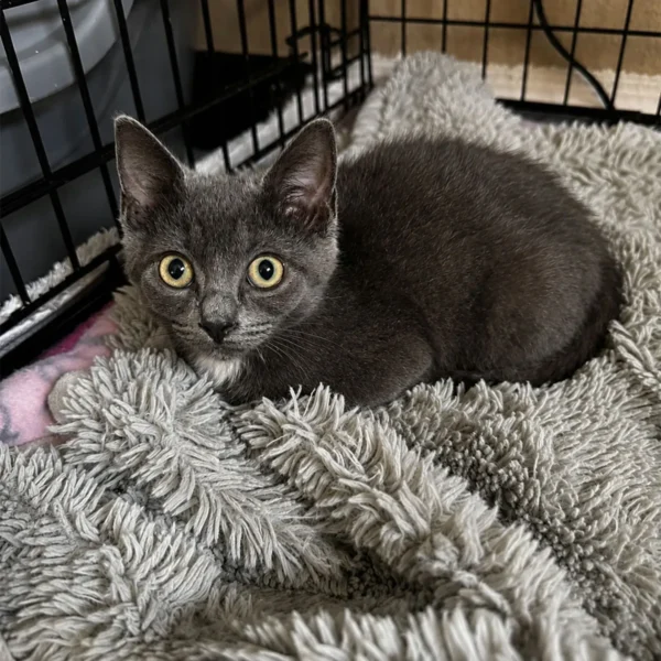 Whisker Foundation Sophie Gray Female Kitten 1