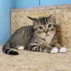 Whisker Foundation Stuart Male Brown Tabby 1