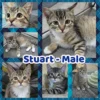 Whisker Foundation Stuart Male Brown Tabby 2