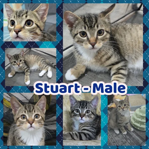 Whisker Foundation Stuart Male Brown Tabby 2