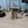 Whisker Foundation Stuart Male Brown Tabby 3