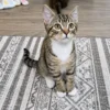 Whisker Foundation Stuart Male Brown Tabby 5