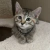Whisker Foundation Bonded Female Torbie Kittens - 1