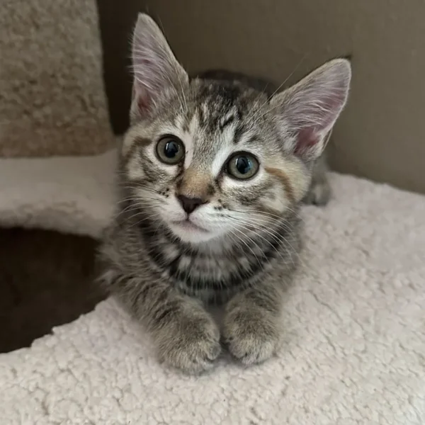 Whisker Foundation Bonded Female Torbie Kittens - 1
