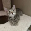Whisker Foundation Bonded Female Torbie Kittens - 2