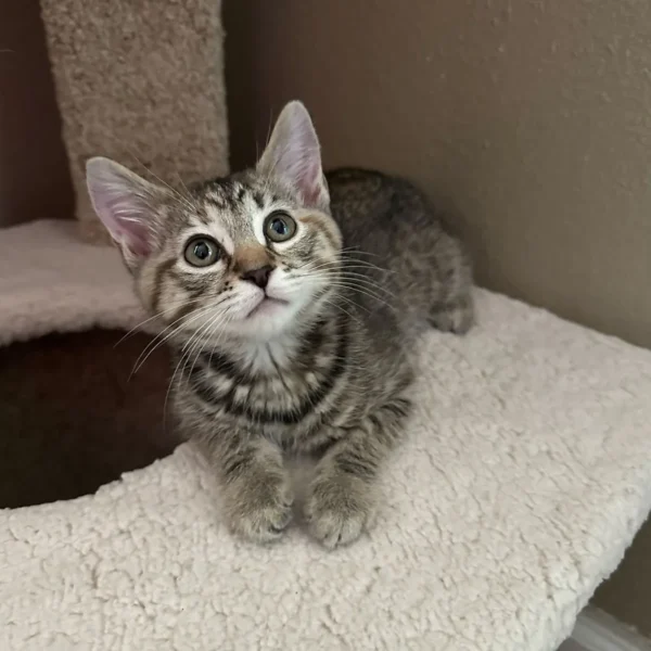 Whisker Foundation Bonded Female Torbie Kittens - 2