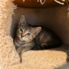 Whisker Foundation Bonded Female Torbie Kittens - 3
