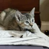 Whisker Foundation Bonded Female Torbie Kittens - 4