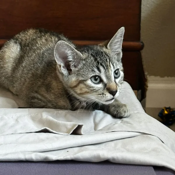 Whisker Foundation Bonded Female Torbie Kittens - 4