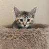 Whisker Foundation Bonded Female Torbie Kittens - 5