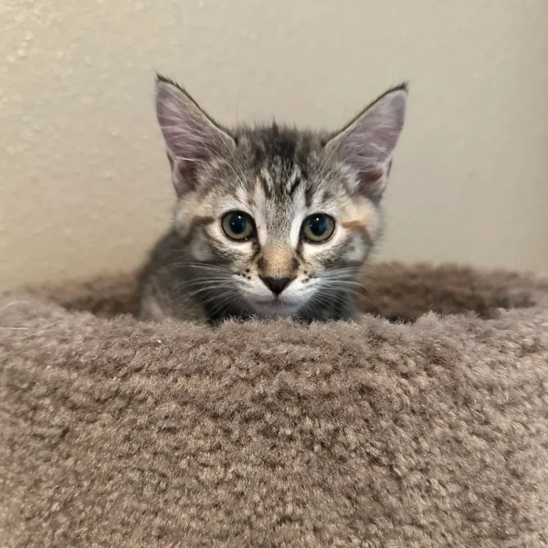 Whisker Foundation Bonded Female Torbie Kittens - 5