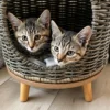 Whisker Foundation Bonded Female Torbie Kittens - 6