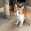 whisker-foundation-thyme-male-orange-and-white-kitten-2 Thyme - 3-Month Male Orange Tabby Kitten for Adoption in Everett, WA, 5