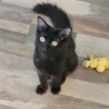Whisker Foundation Ernie Black Kitten-1 Whisker Foundation Ernie Black Kitten-1