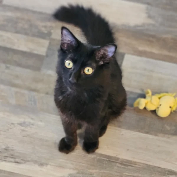 Whisker Foundation Ernie Black Kitten-1 Whisker Foundation Ernie Black Kitten-1