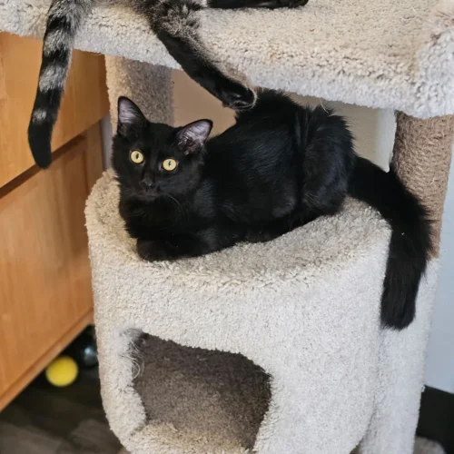 Whisker Foundation Ernie Black Kitten-2 Whisker Foundation Ernie Black Kitten-2