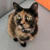 Whisker Foundation Autumn Female Tortie Cat Whisker Foundation Autumn Female Tortie Cat