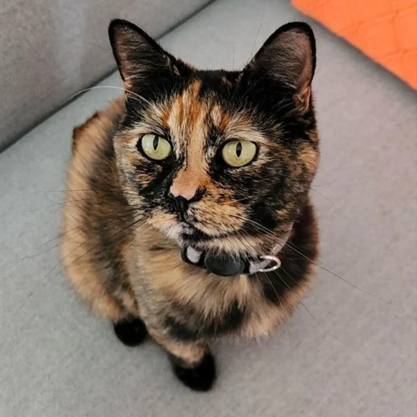 Whisker Foundation Autumn Female Tortie Cat Whisker Foundation Autumn Female Tortie Cat