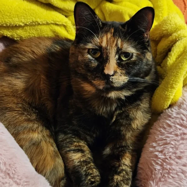 Whisker Foundation Autumn Female Tortie Cat 4 Whisker Foundation Autumn Female Tortie Cat 4