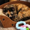 Whisker Foundation Autumn Female Tortie Cat 5 Whisker Foundation Autumn Female Tortie Cat 5