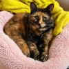 Whisker Foundation Autumn Female Tortie Cat 6 Whisker Foundation Autumn Female Tortie Cat 6