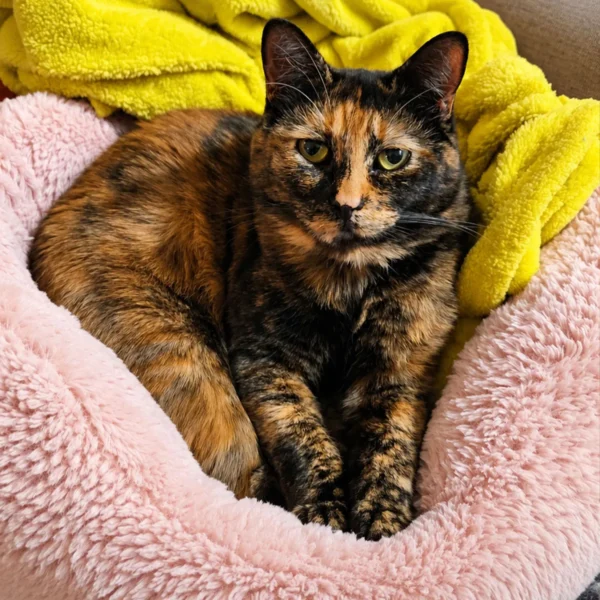Whisker Foundation Autumn Female Tortie Cat 6 Whisker Foundation Autumn Female Tortie Cat 6