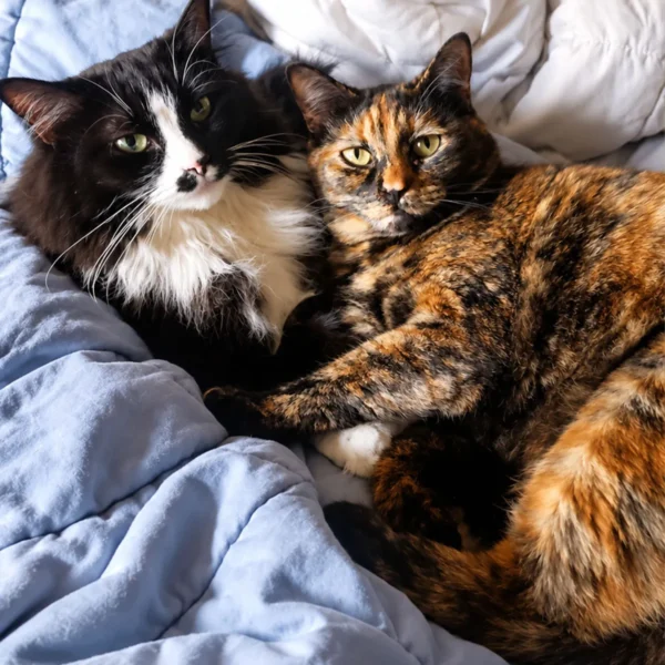 Whisker Foundation Autumn Female Tortie Cat 7 Whisker Foundation Autumn Female Tortie Cat 7