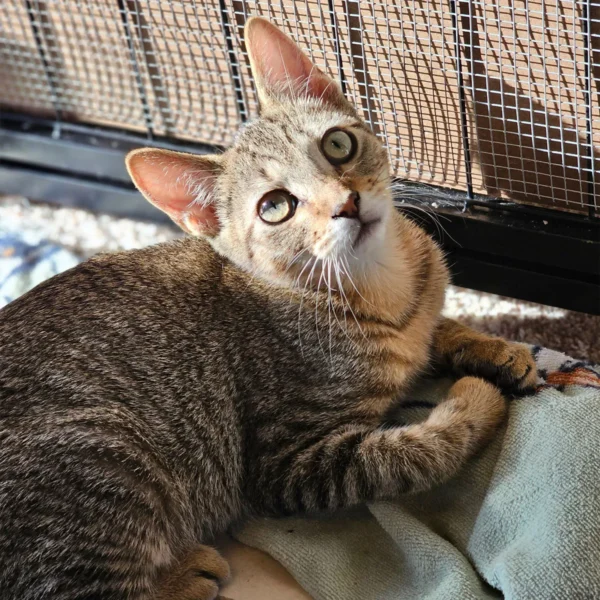 Whisker Foundation Bingo Brown Tabby Whisker Foundation Bingo Brown Tabby