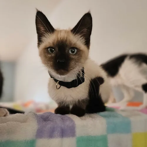 Whisker Foundation Churro Male Siamese Mix Kitten