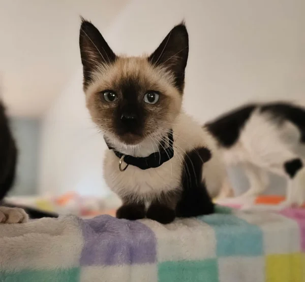 Whisker Foundation Churro Male Siamese Mix Kitten Whisker Foundation Churro Male Siamese Mix Kitten