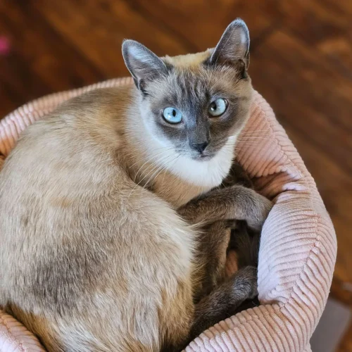 Whisker Foundation Darla Seal Point Siamese Mix Cat 1