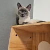 Whisker Foundation Darla Seal Point Siamese Mix Cat 2