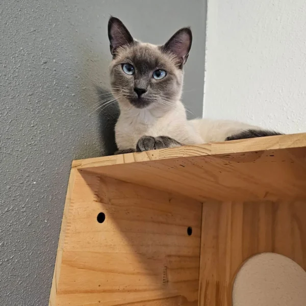 Whisker Foundation Darla Seal Point Siamese Mix Cat 2